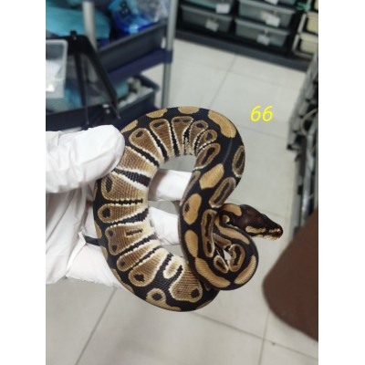 End of season 25 honey het clown $1900