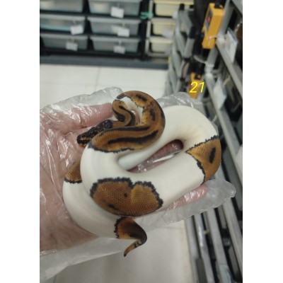  25 pied Het axa vpi male $2300