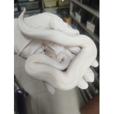 SOLD OUT End of season 25 ivory pied male $990