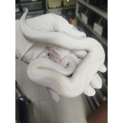 End of season 25 ivory pied male $990