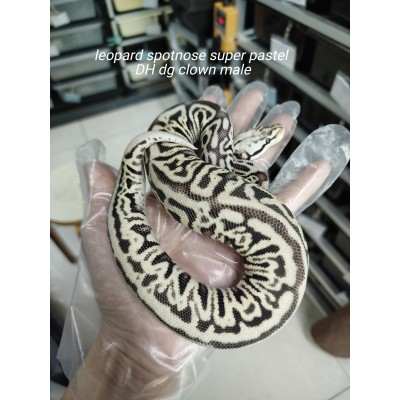 End of season 25 leo sn super pastel dh dg clown male 1.0 2000 