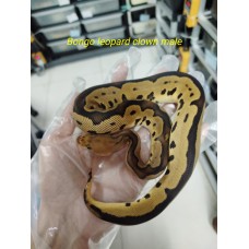 End of season 25 Bongo leopard clown 50% het Hypo male $1800