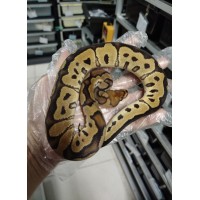 End of season 25 Gravel clown male $1900