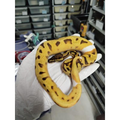 End of season 25 Od yb enchi pied ph caramel male $1100