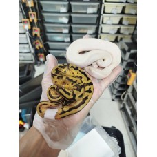 25 ivory het pied 公+ Enchi pastel pied 母 $2000