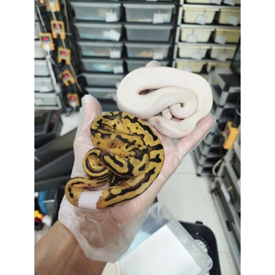 25 ivory het pied 公+ Enchi pastel pied 母 $2000
