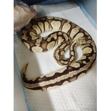 Adult Orange dream firefly  female 1900g $3800 pb