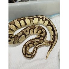 Adult Orange dream firefly  female 1900g $3800 pb