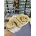 25 pastel yb candy x black pastel albino