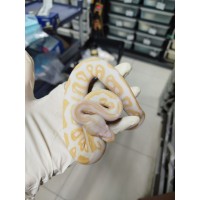 25 pastel yb candy x black pastel albino 25 pastel yb candy x black pastel albino