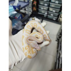 25 pastel yb candy x black pastel albino