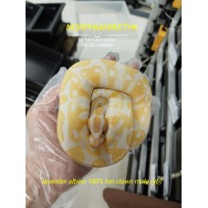 24 Lavender (yb) het clown male 3000 8折 2400