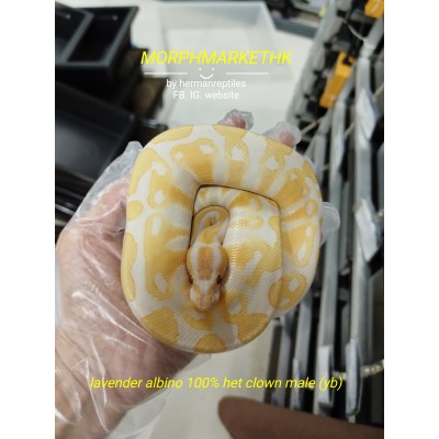 24 Lavender (yb) het clown male 3000 8折 2400