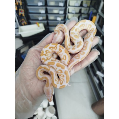 25 pastel yb candy x black pastel albino