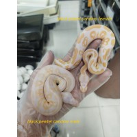 25 pastel yb candy x black pastel albino