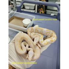 25 pastel yb candy x black pastel albino