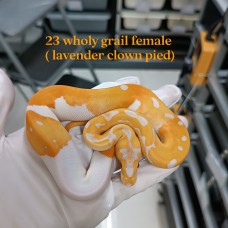 23 holy grail (blade) female (lav clown pied) inquire