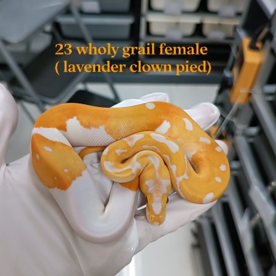 23 holy grail (blade) female (lav clown pied) inquire