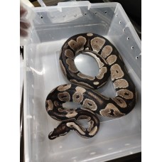 Bh axathic vpi male 2900 1kg