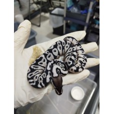 ** HOLD*" 25 pastel axa vpi het clown male $2000 