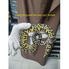 24  pastel yb/gravel het axa vpi female 2400