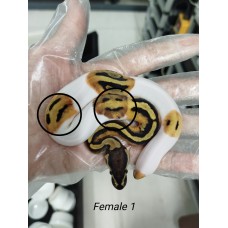 25 哈哈笑系列 pied het axa (mj) x Dh pied axa(mj)