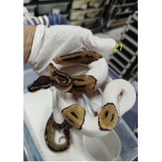 25 pied het axa (mj) x Dh pied axa(mj) 25 pied het axa (mj) x Dh pied axa(mj)