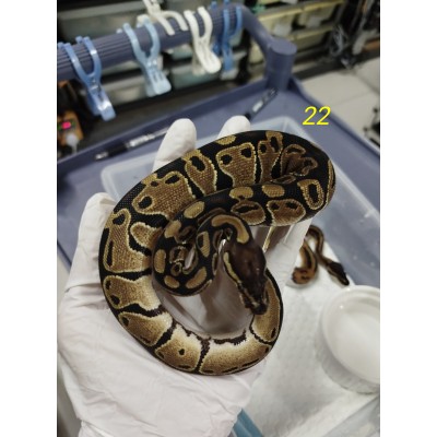 25 pied het axa (mj) x Dh pied axa(mj)