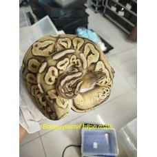 23 Bongo pastel ghost male 2600