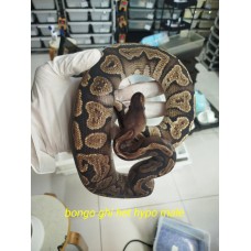 23 GHI bongo het ghost male 1800  
