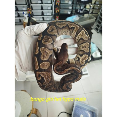 23 GHI bongo het ghost male 1800  