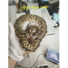 23 bongo hypo male 2000