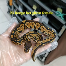 23 bongo het Hypo female 2500