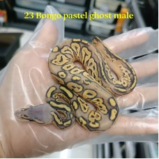 23 Bongo pastel ghost male 2600