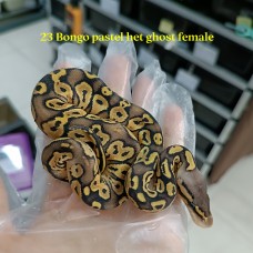23 Bongo pastel het ghost female 2000