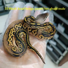 23 black head bongo pastel het ghost male 2900