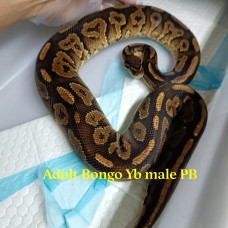 Adult Bongo yellowbelly male PB 1500