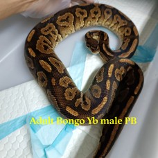 Adult Bongo yellowbelly male PB 2500