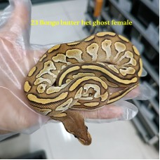 23 Bongo butter het hypo female 3500
