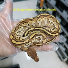 23 Bongo butter het hypo female 3500