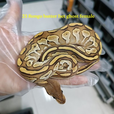 23 Bongo butter het hypo female 3500