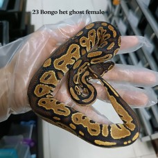 23 bongo het Hypo female 2000