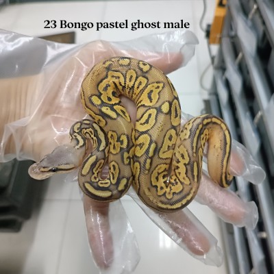 23 Bongo pastel ghost male 2600