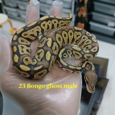 23 bongo hypo male 2900