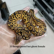 23 Bongo pastel het ghost female 2200