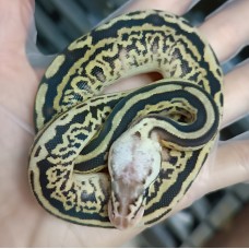 24 bongo clown x leopard spotnose super pastel het clown