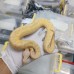 Adult Banana firefly clown male (female maker) 7500