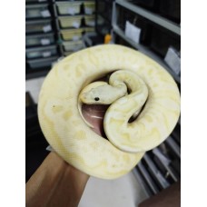 23 banana firefly clown male (female maker) 3900
