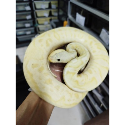 23 banana firefly clown male (female maker) 3900