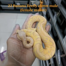 Adult Banana firefly clown male (female maker) 7500